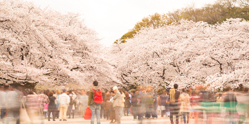 About “Ueno, a Global Capital of Culture”