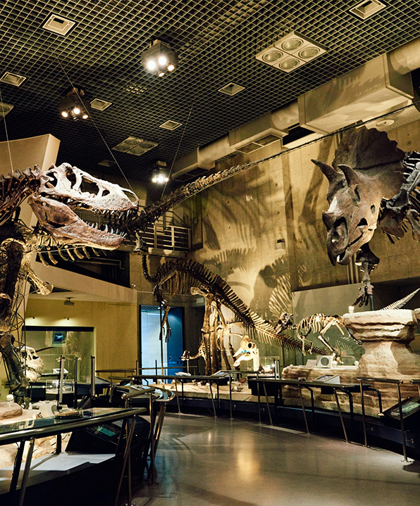 国立科学博物館 地球館地下1階「恐竜の謎を探る」