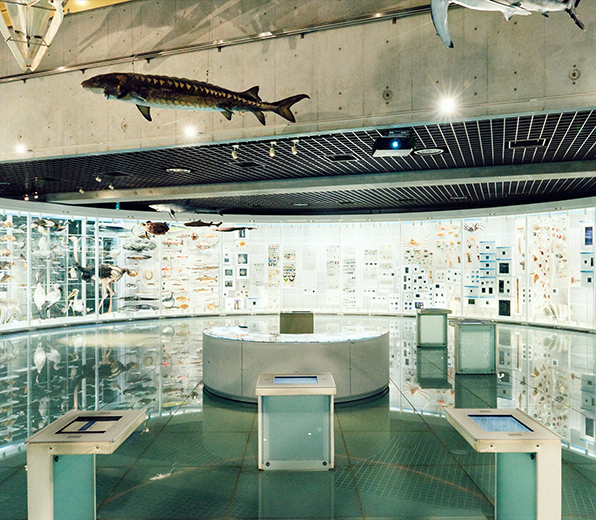 国立科学博物館 地球館1階「系統広場」