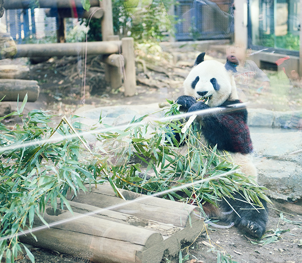 Shin Shin, the giant panda