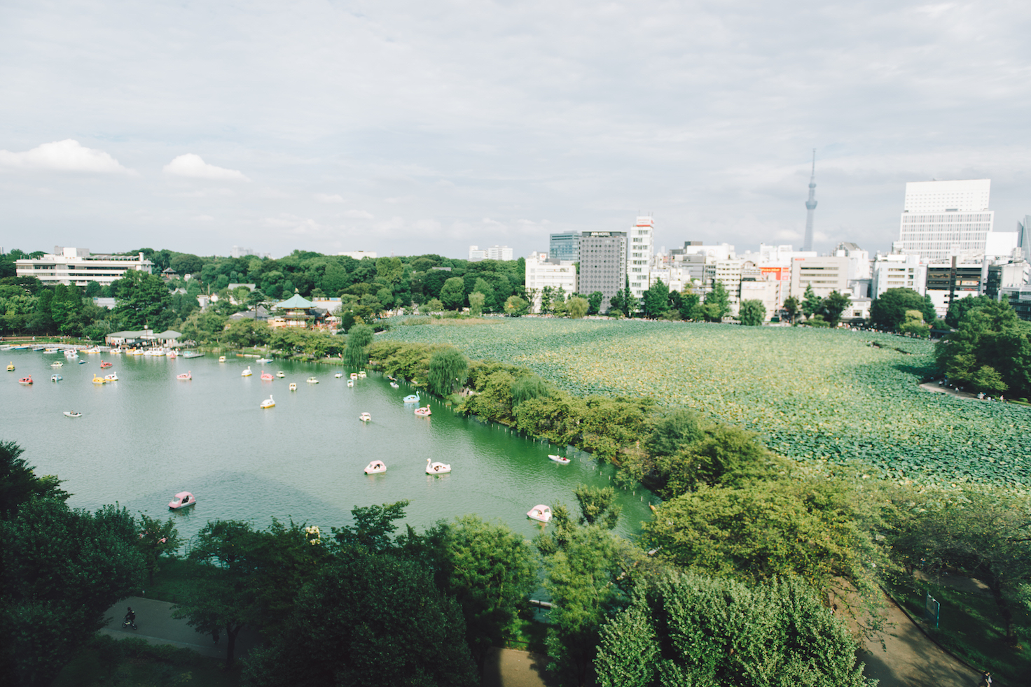 上野公園スタディーズ
